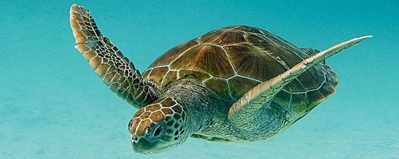 La Tortue Verte