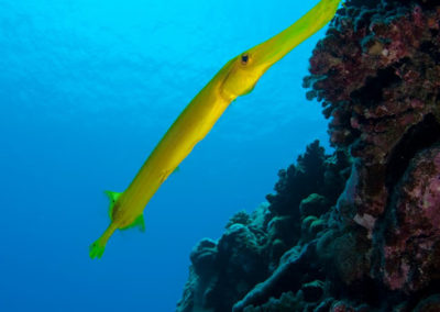 Poisson trompette - Topdive