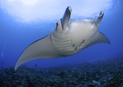 Raie Manta à Tikehau - Topdive