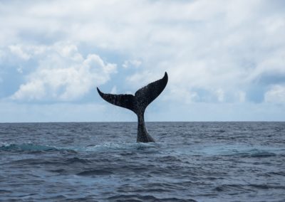 Baleines à bosse