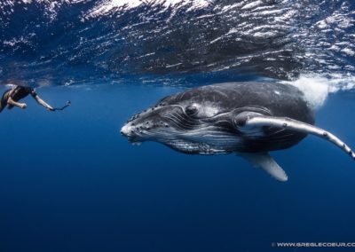 Baleines à bosse à Tahiti - Topdive