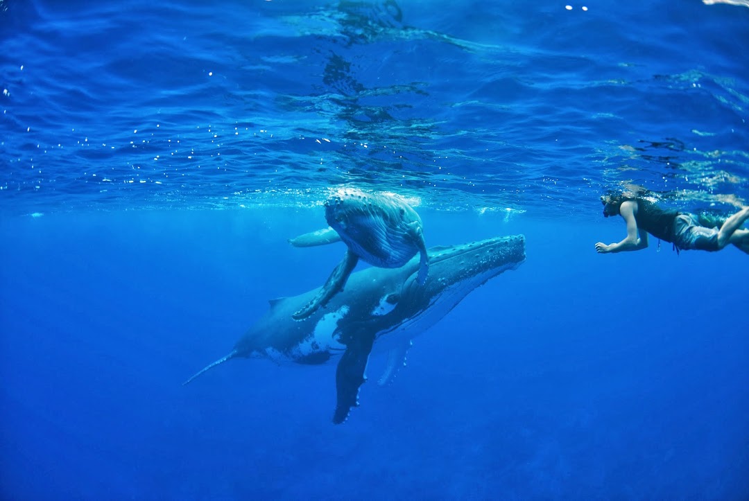 baleines polynésie française