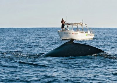 Nageoire dorsale de la baleine à bosse à Tahiti - Topdive