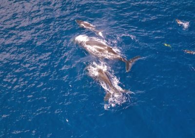 Sortie baleines à Tahiti - Topdive