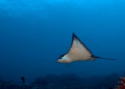 La raie Léopard - Plongée avec Topdive