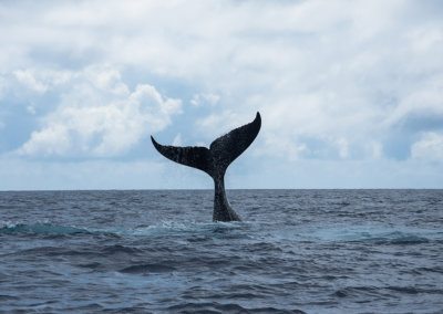 © Greg Lecoeur / Topdive. Baleine à Bosse de Polynésie