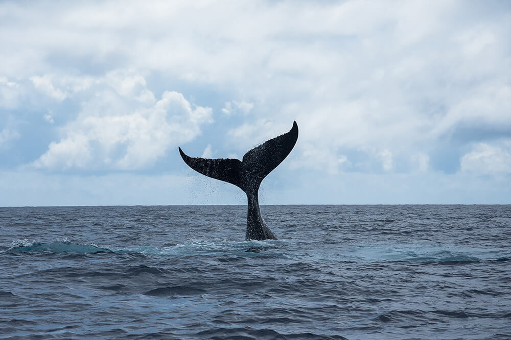 baleines polynesie