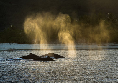 © Greg Lecoeur / Topdive. Baleine à Bosse de Polynésie