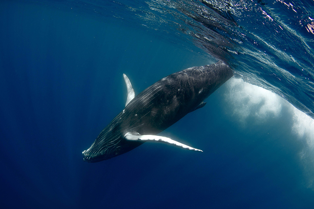 © Frederique Legrand / Topdive. Baleine à Tahiti