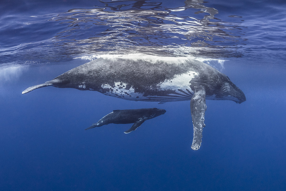 © Tobias Friedrich / Topdive. Baleine à bosse sous la surface, Tahiti.
