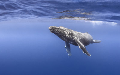 Nager avec les baleines à Tahiti, un privilège unique mais avec certaines règles à respecter