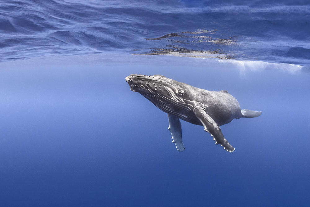 © Tobias Friedrich / Topdive. Baleine au large de Tahiti.