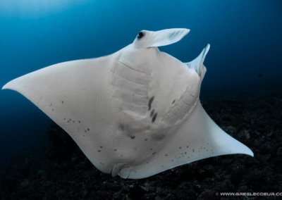 raie-manta-ray-borabora-polynesie-topdive-copyright-greglecoeur