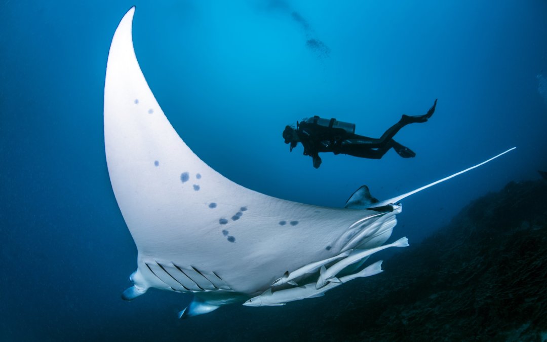 Plongée avec les raies manta à Bora Bora