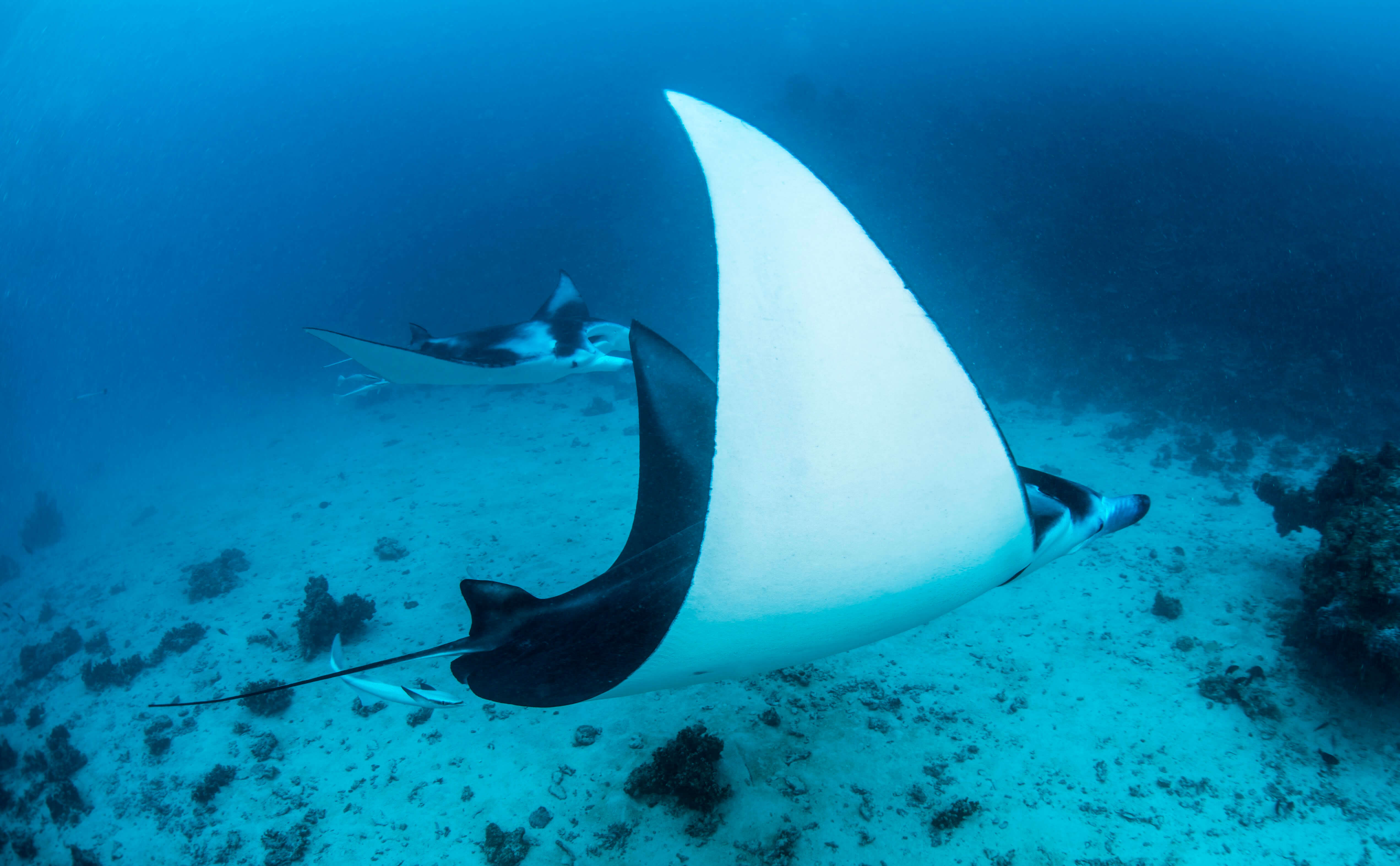 © Tobias Friedrich / Topdive. Baleine au large de Tahiti. © Tobias Friedrich / Topdive. Baleine au large de Tahiti.
