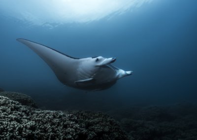 raie-manta-ray-borabora-polynesie-topdive-copyright-ulikunz-3