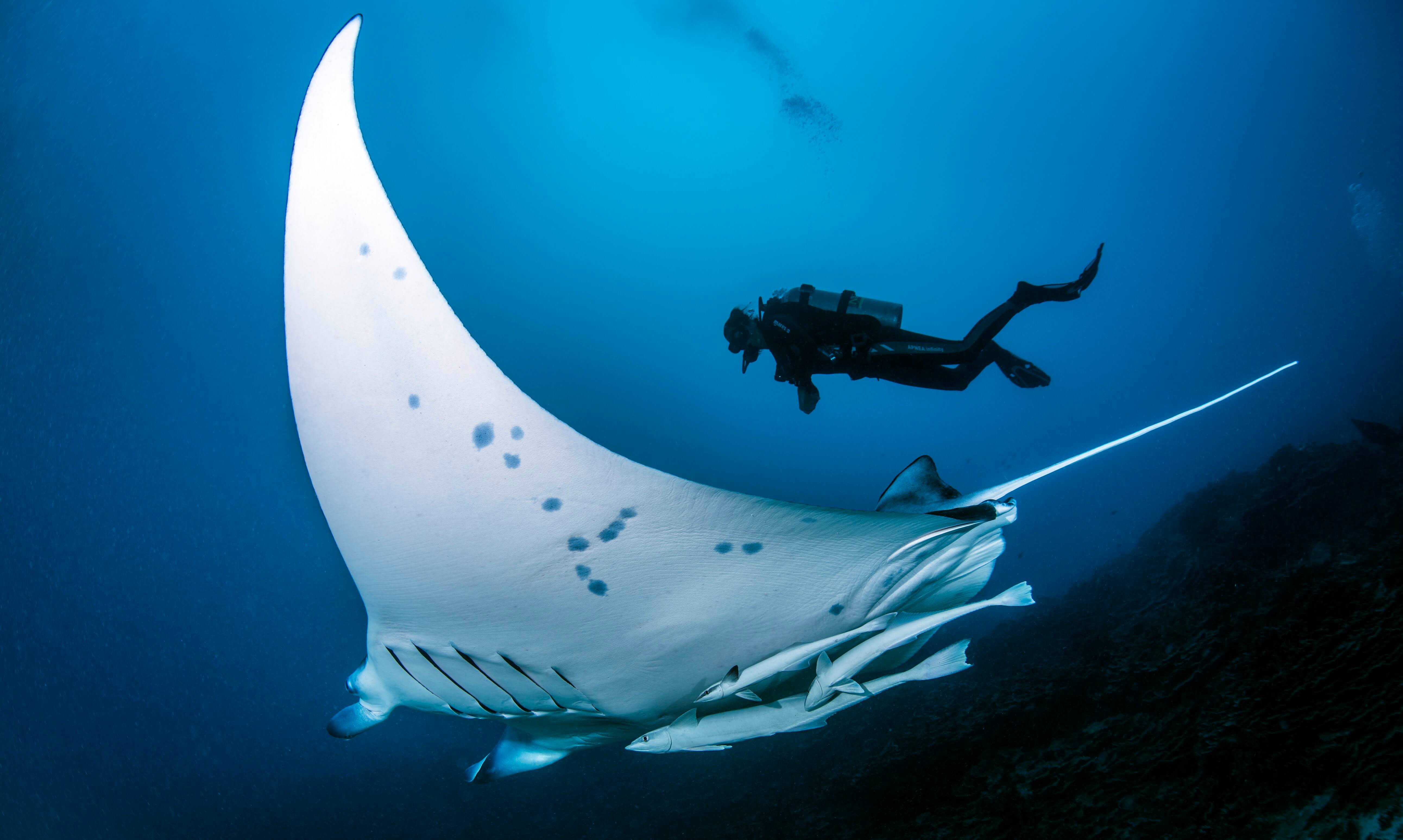© Frederique Legrand / Topdive. Baleine à Tahiti